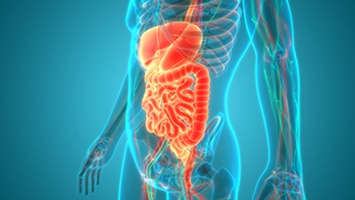 El estado del intestino es clave para la salud.