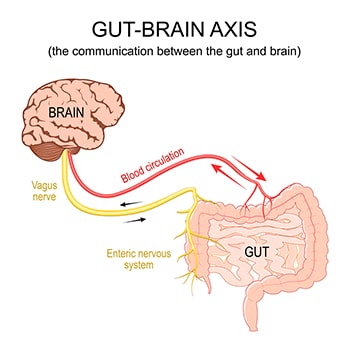 El Eje microbiota-intestino-cerebro