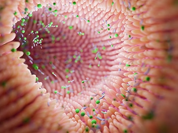 La Microbiota: un tejido más de nuestro cuerpo