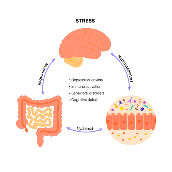 mejorasalus El Eje microbiota-intestino-cerebro
